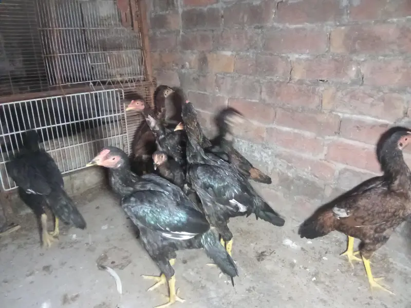 miyawali aseel chicks — photo 3