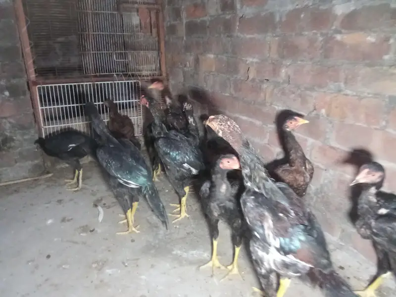 miyawali aseel chicks — photo 4