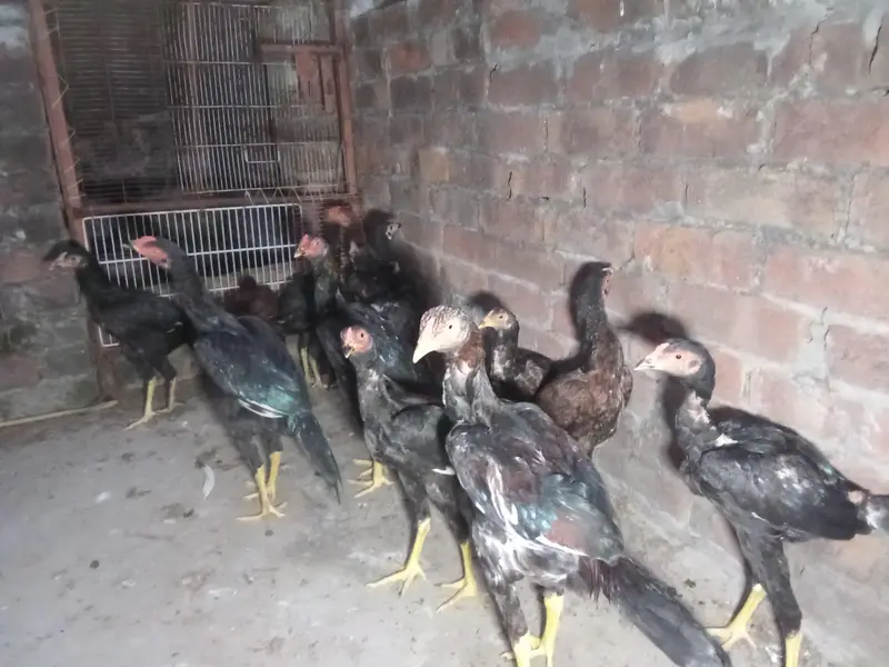 miyawali aseel chicks — photo 5