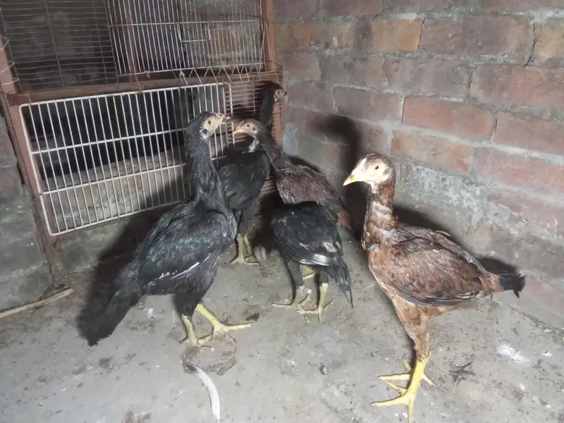 miyawali aseel chicks — photo 6