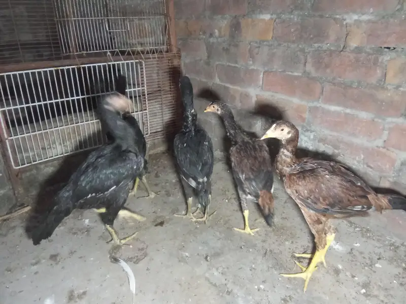 miyawali aseel chicks — photo 7