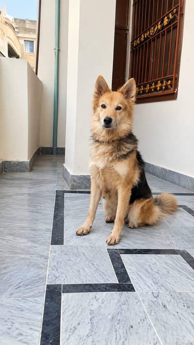 I have German shepherd dog