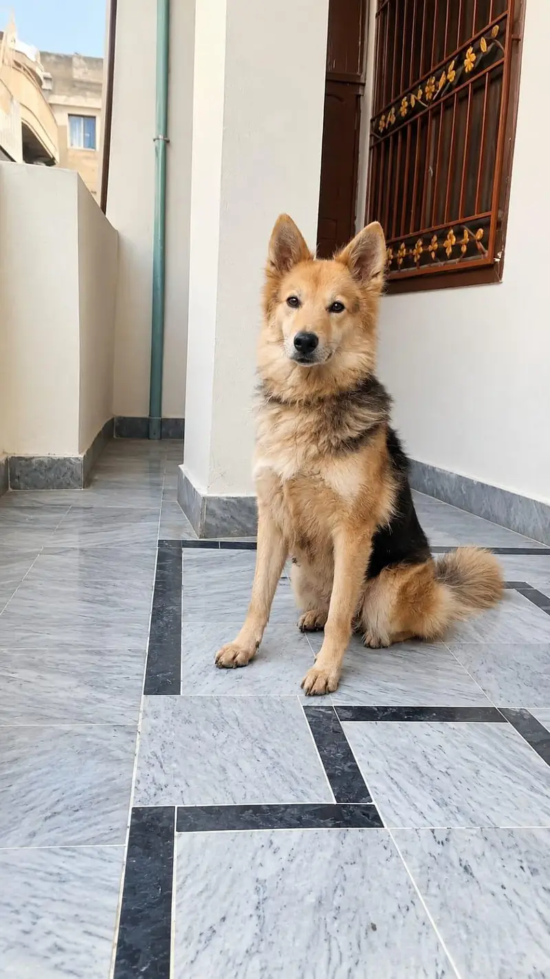 I have German shepherd dog