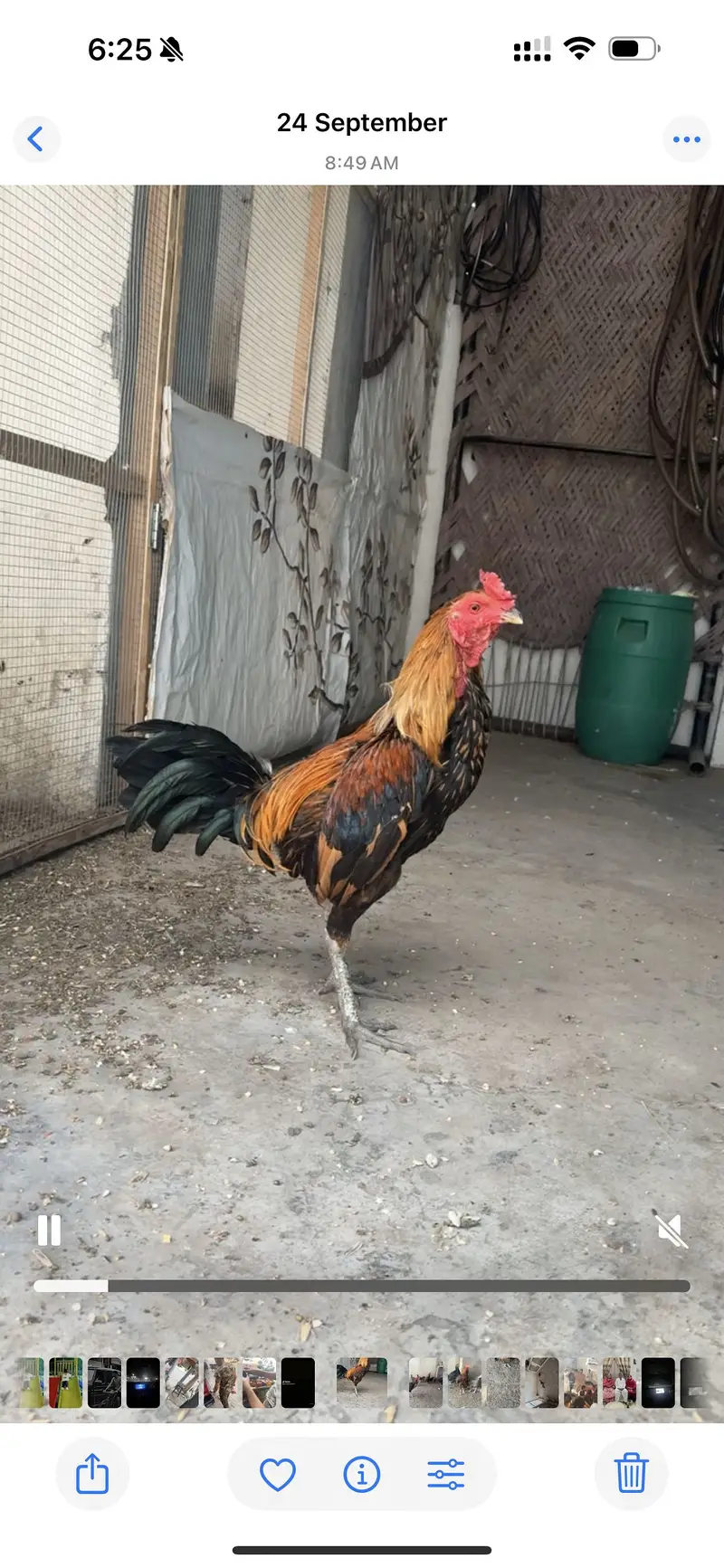 2barm male dono breeder ak ank say kana ha — photo 2