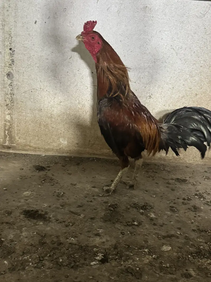 2barm male dono breeder ak ank say kana ha — photo 3
