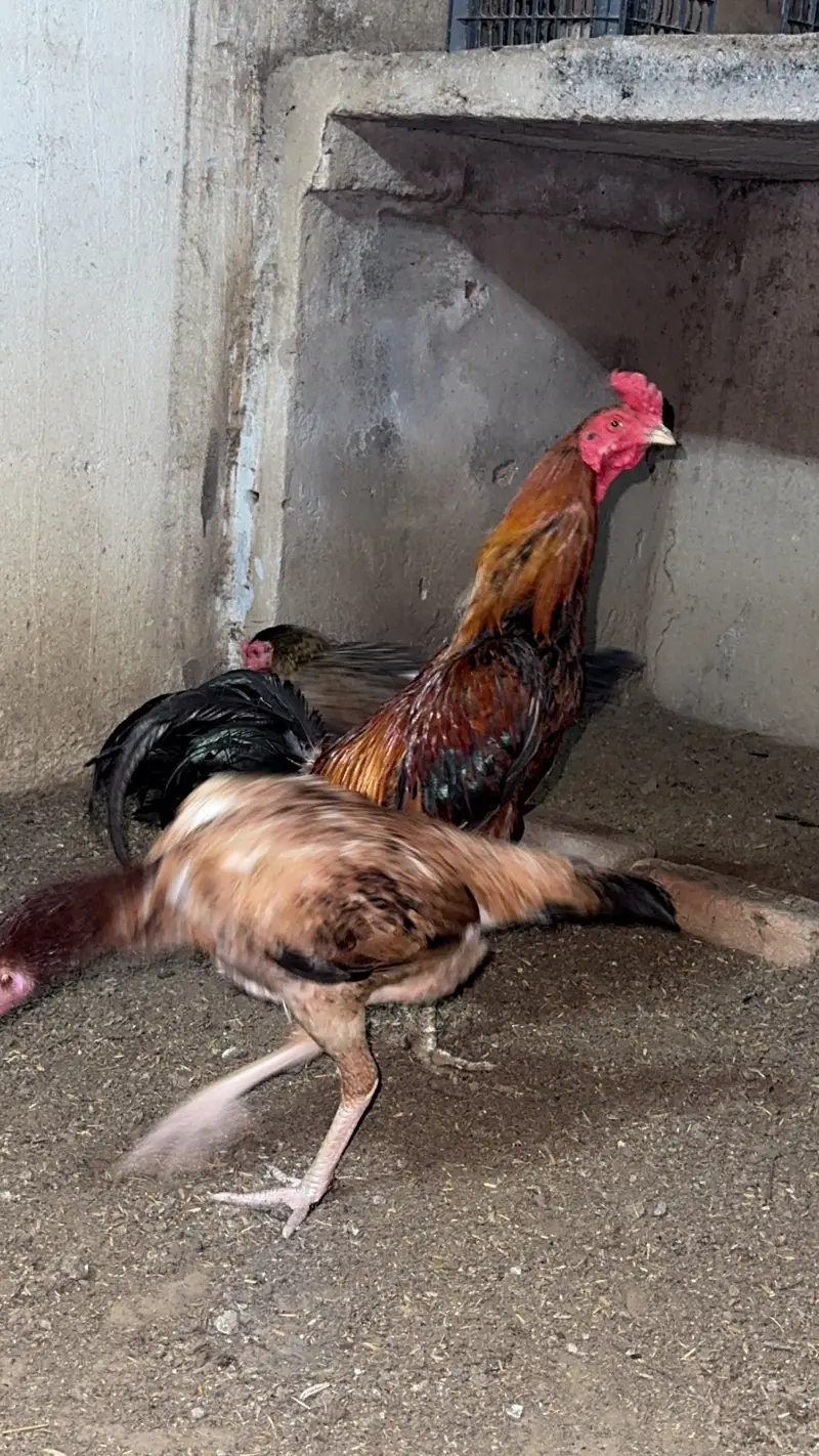 2barm male dono breeder ak ank say kana ha — photo 4