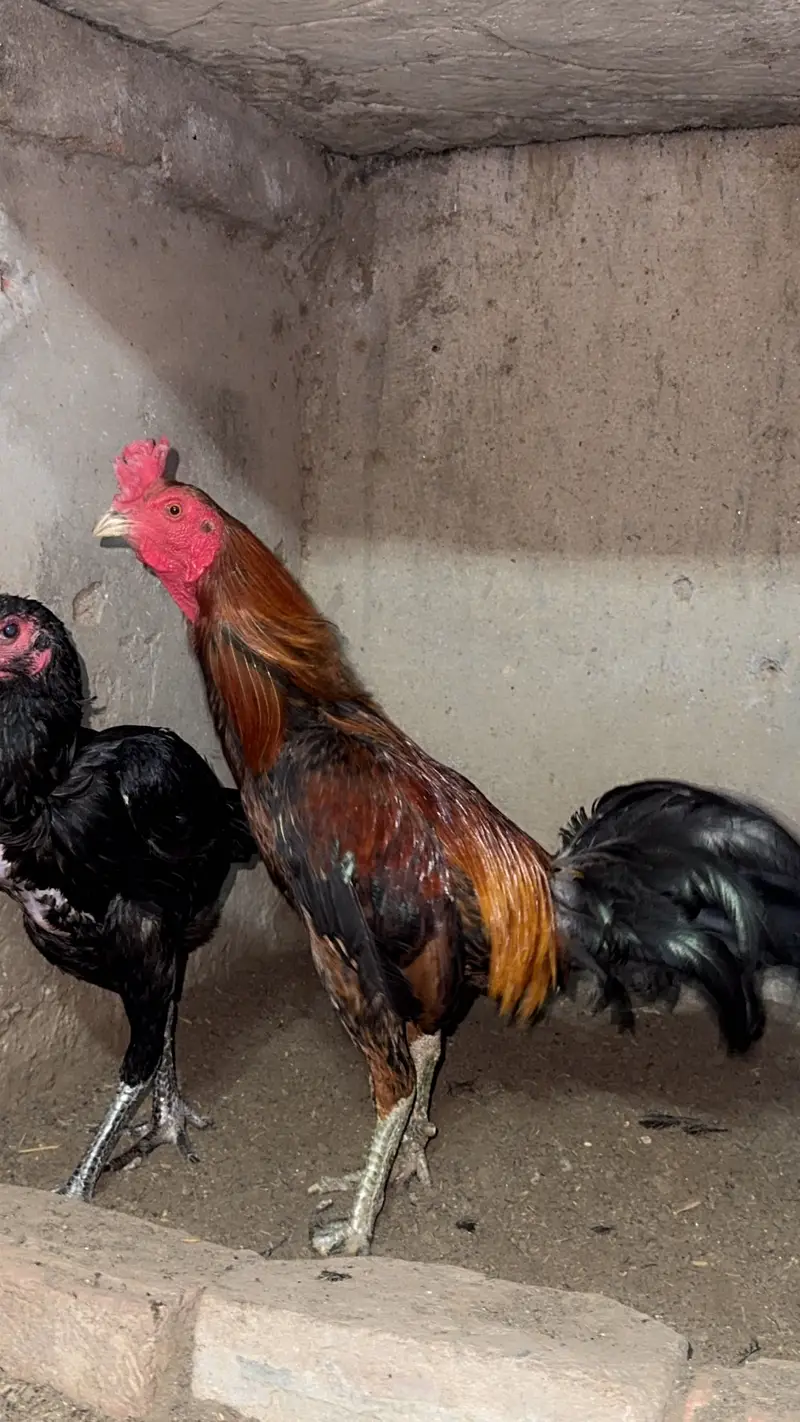 2barm male dono breeder ak ank say kana ha — photo 7
