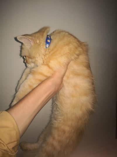 Persian cat