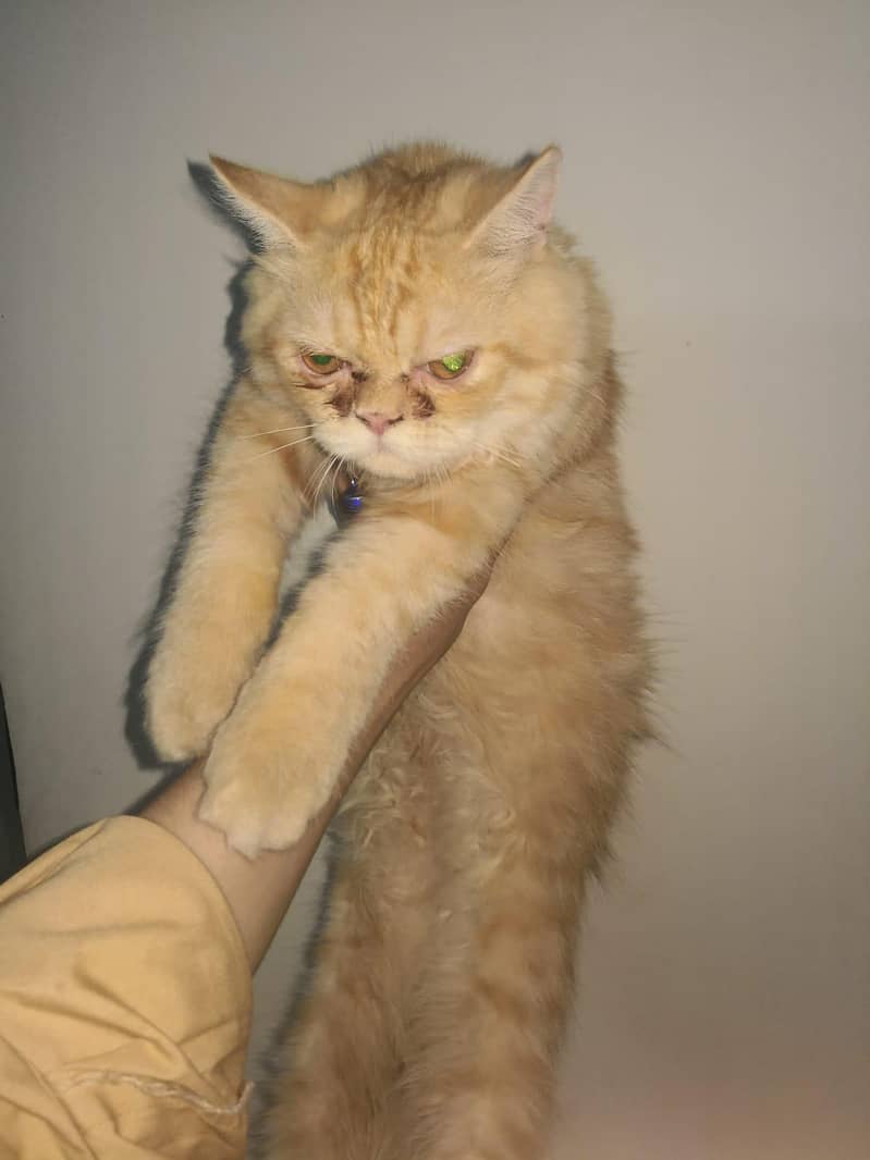 Persian cat 1