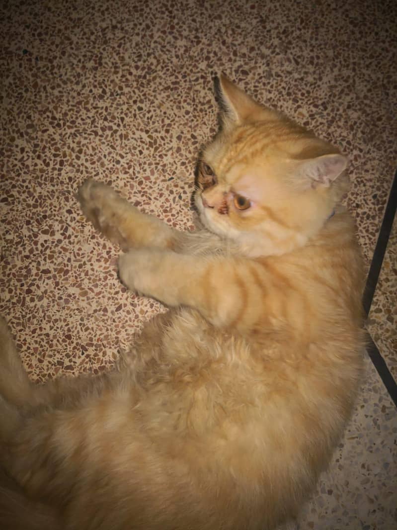 Persian cat 2