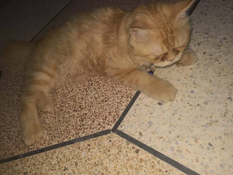 Persian cat 3