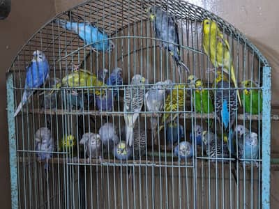 Australian parrots bagri Colony Pair