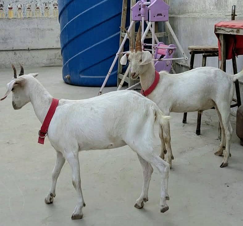 hydrabadi zero size pair 1