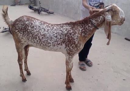 Makha Cheena VIP Bakri Long Length Or Long Height