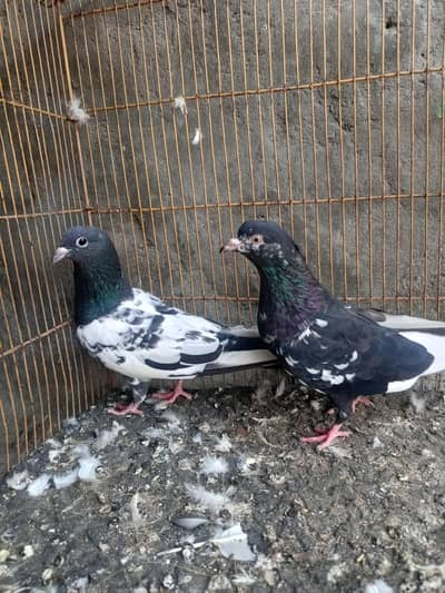 breeder pairs for sale kuj pathy pathiya hn kuj bachy bi hn