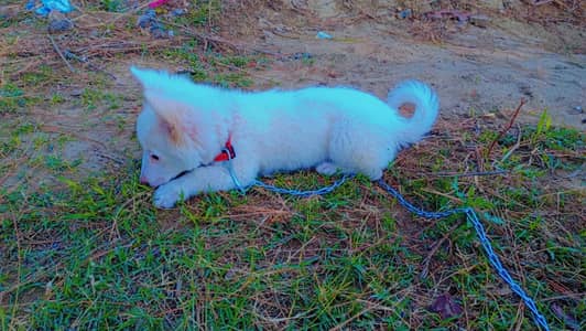 Female dog