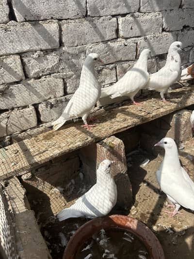 Pigeon angasi
