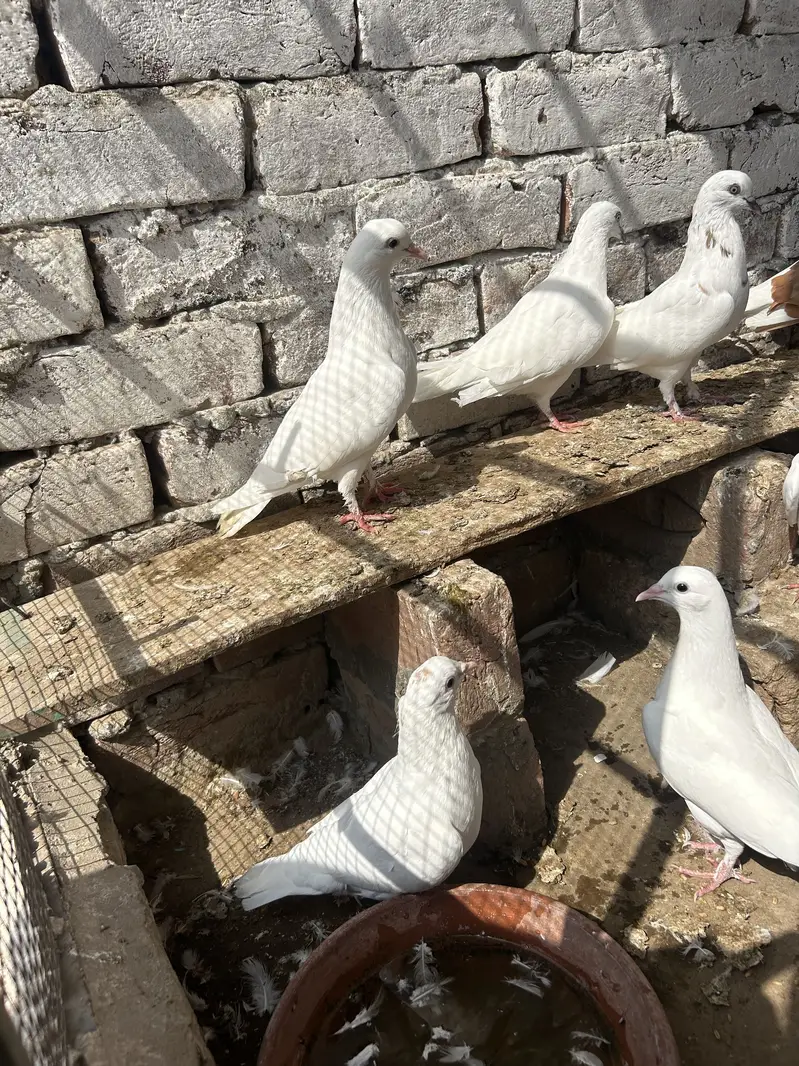 Pigeon angasi — photo 2