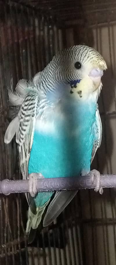 love birds  Delute opline + hogoromo adult pair pair for sale