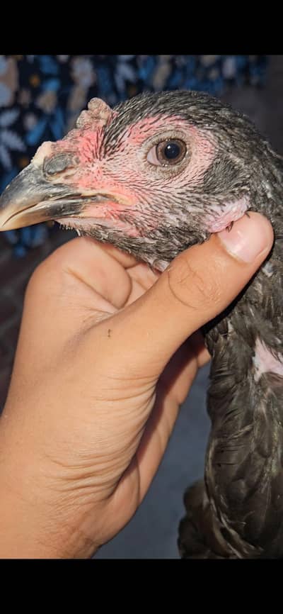 Read  Read Add First Dragon trat madi for sale price km ho jai gi