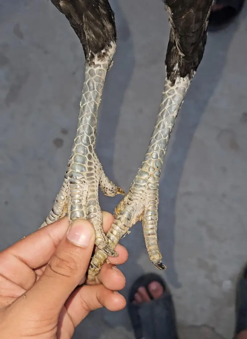 Read  Read Add First Dragon trat madi for sale price km ho jai gi — photo 3