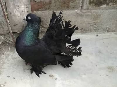 Lucka Kabootar