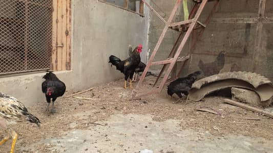 Aseel cross desi hens trio set for sale