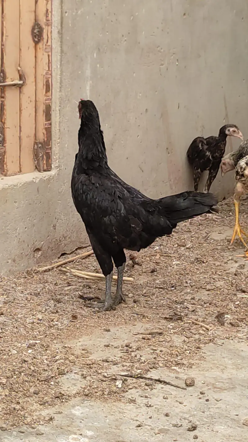 Aseel cross desi hens trio set for sale — photo 2