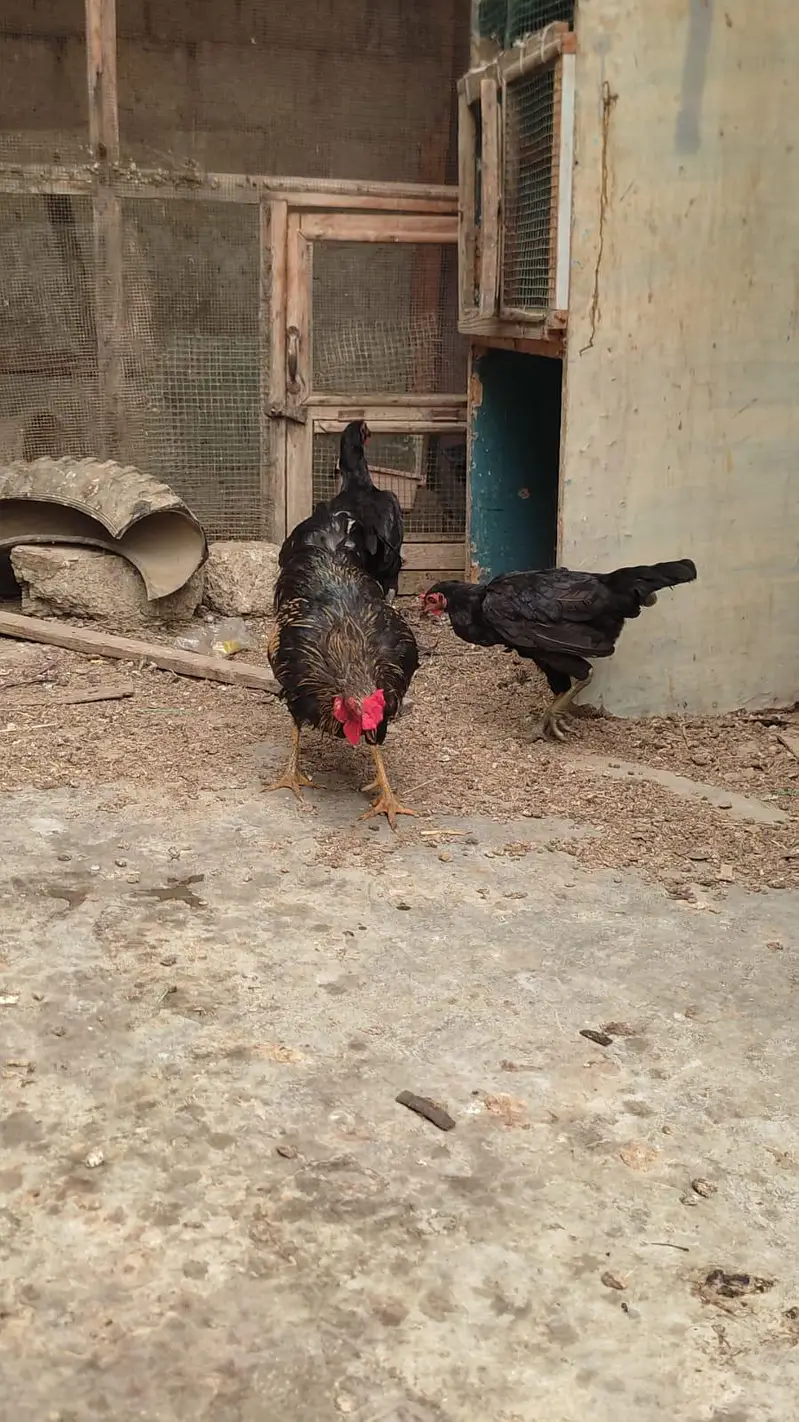 Aseel cross desi hens trio set for sale — photo 3