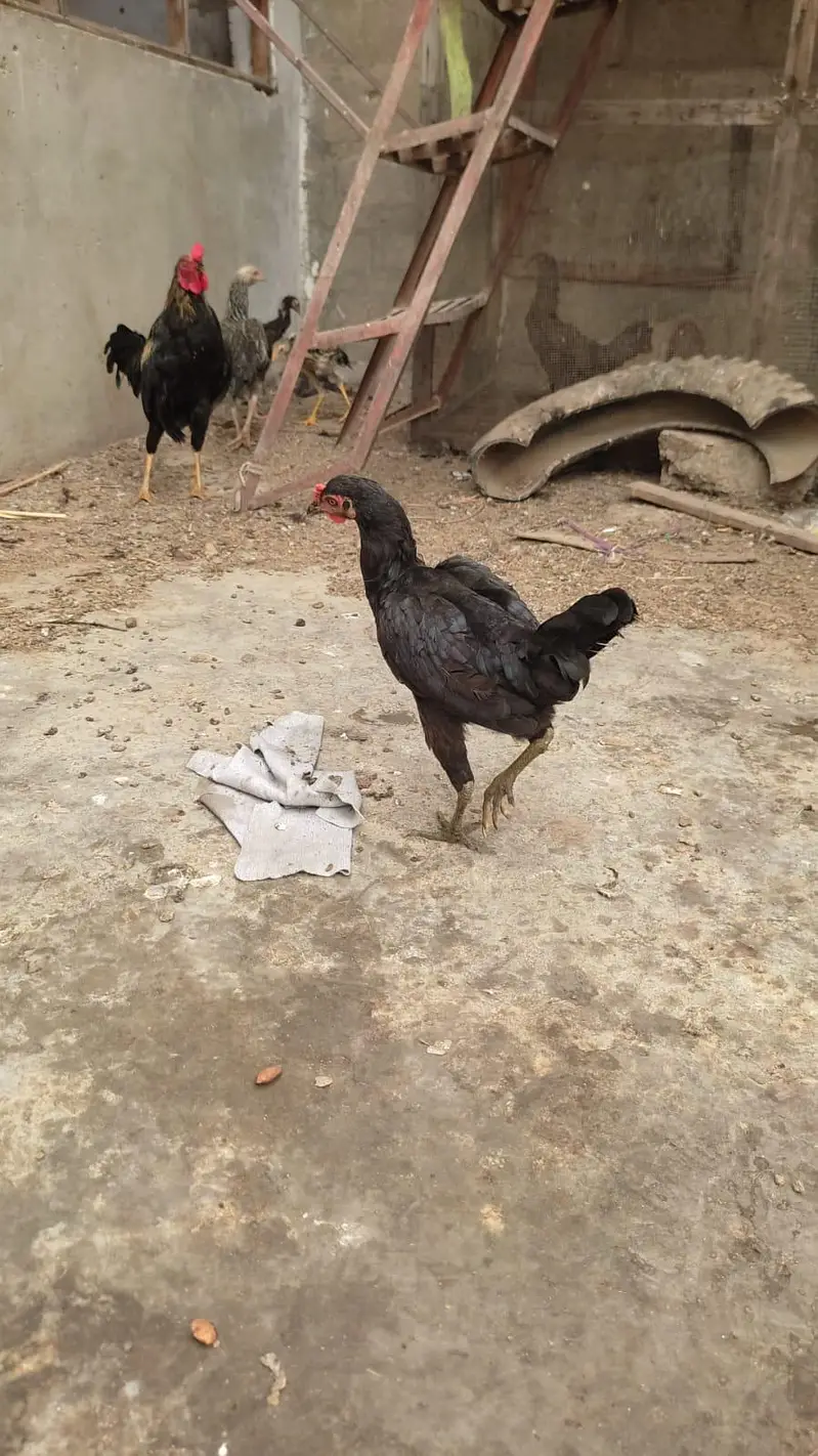 Aseel cross desi hens trio set for sale — photo 4