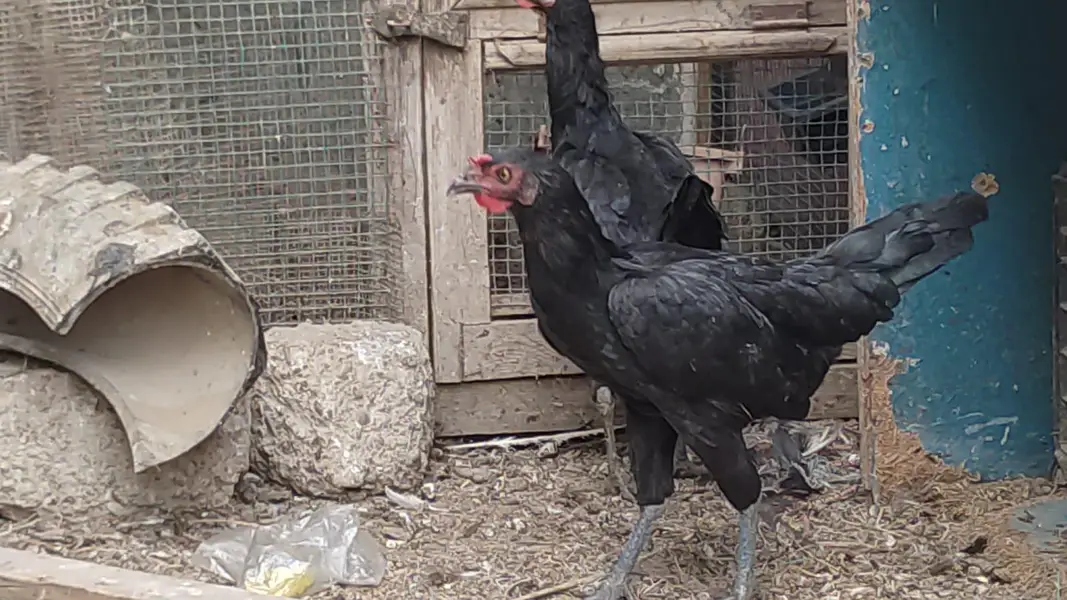 Aseel cross desi hens trio set for sale — photo 5