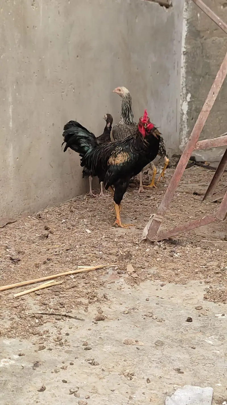 Aseel cross desi hens trio set for sale — photo 6