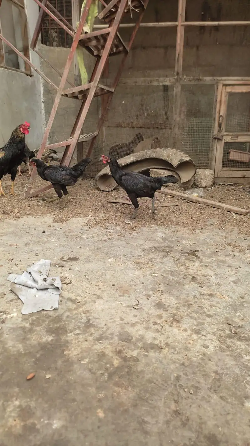 Aseel cross desi hens trio set for sale — photo 7