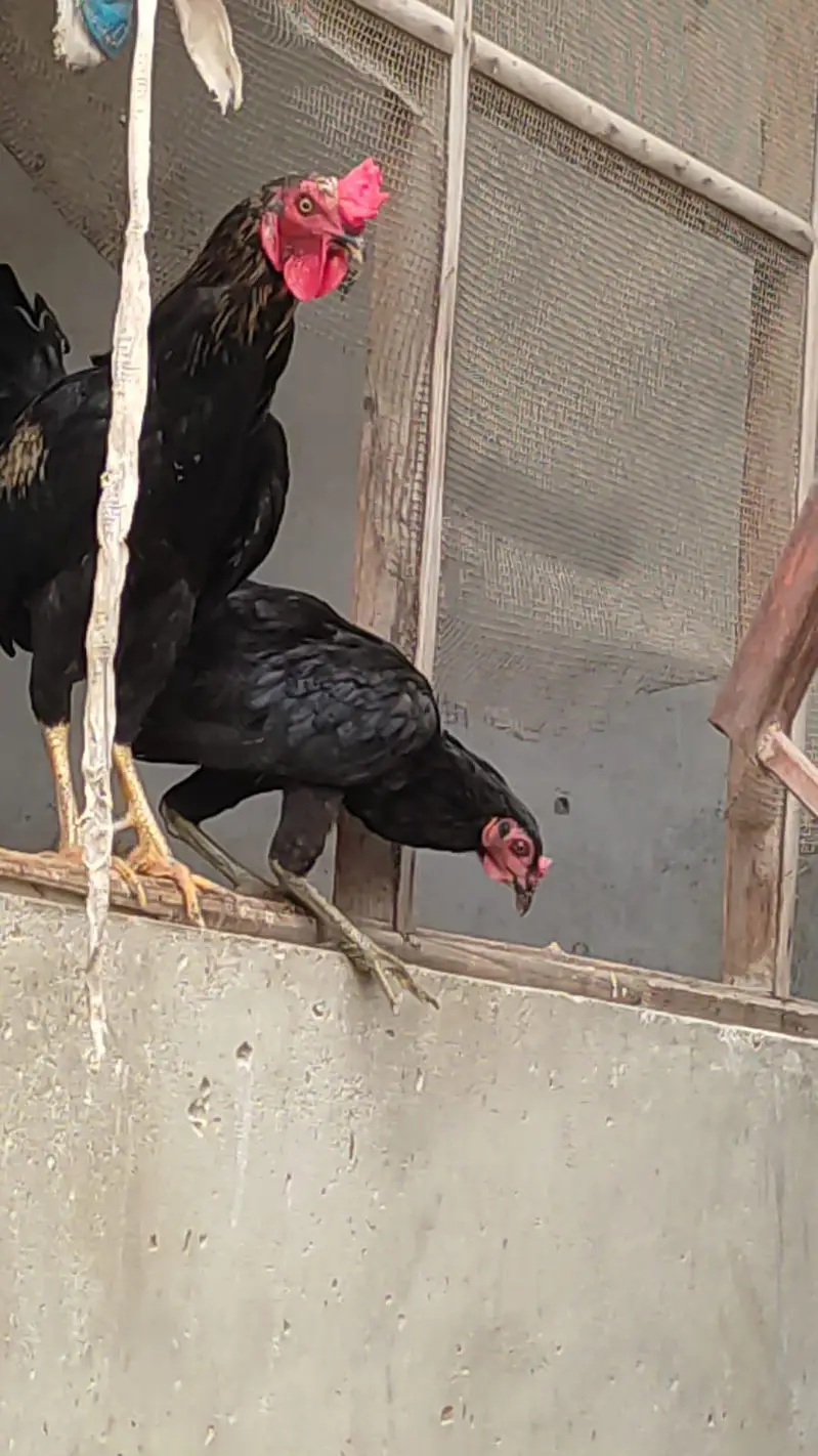 Aseel cross desi hens trio set for sale — photo 8