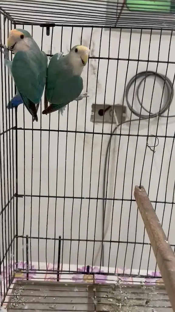 Rosicoli Lovebird conure cocktail dove yellow parrot — photo 4