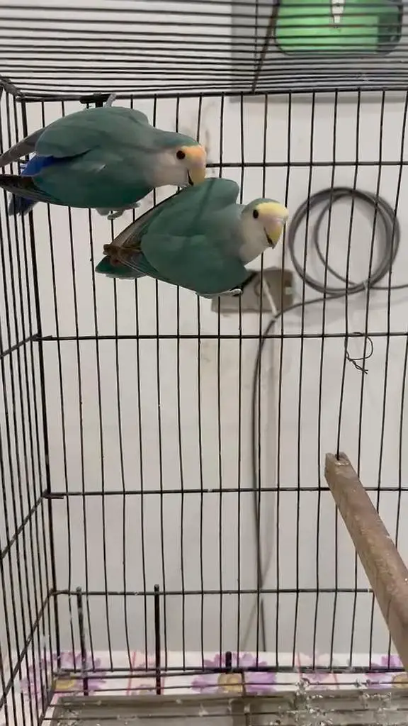 Rosicoli Lovebird conure cocktail dove yellow parrot — photo 5