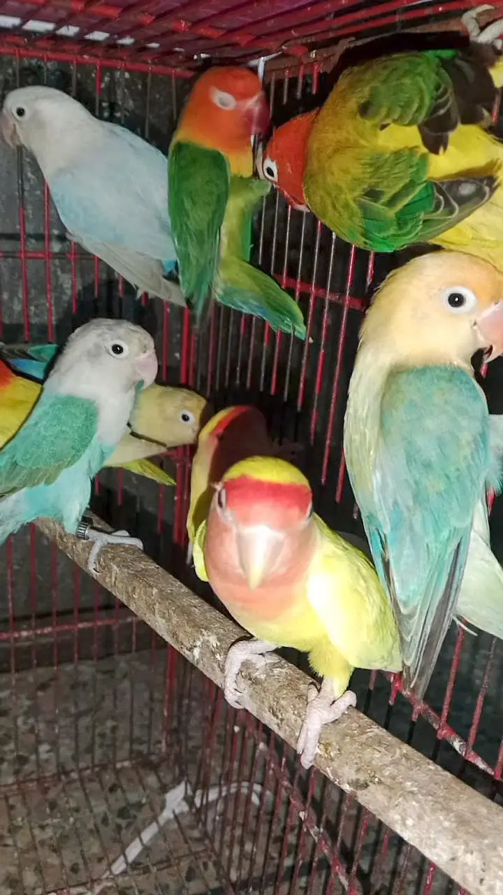 Rosicoli Lovebird conure cocktail dove yellow parrot — photo 6
