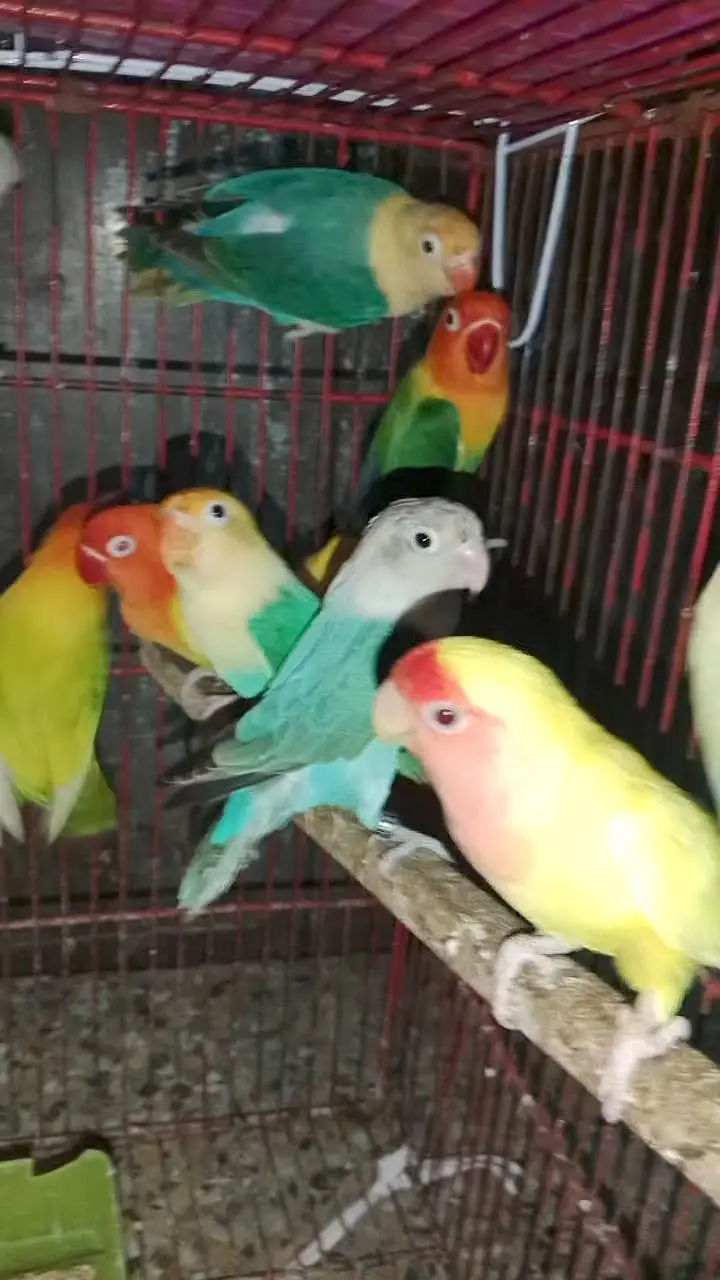 Rosicoli Lovebird conure cocktail dove yellow parrot — photo 7
