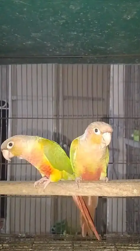 Rosicoli Lovebird conure cocktail dove yellow parrot — photo 8