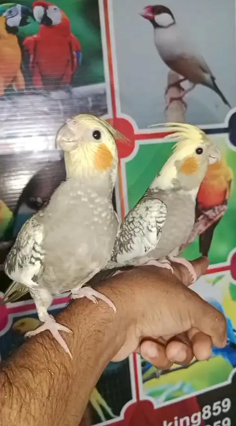 Rosicoli Lovebird conure cocktail dove yellow parrot — photo 9