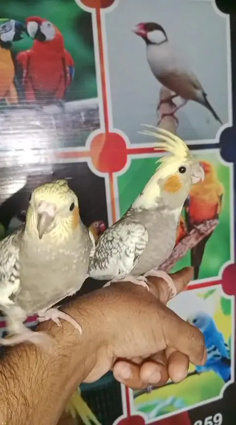 Rosicoli Lovebird conure cocktail dove yellow parrot — photo 10
