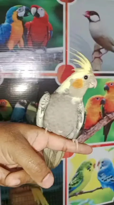 Rosicoli Lovebird conure cocktail dove yellow parrot — photo 11