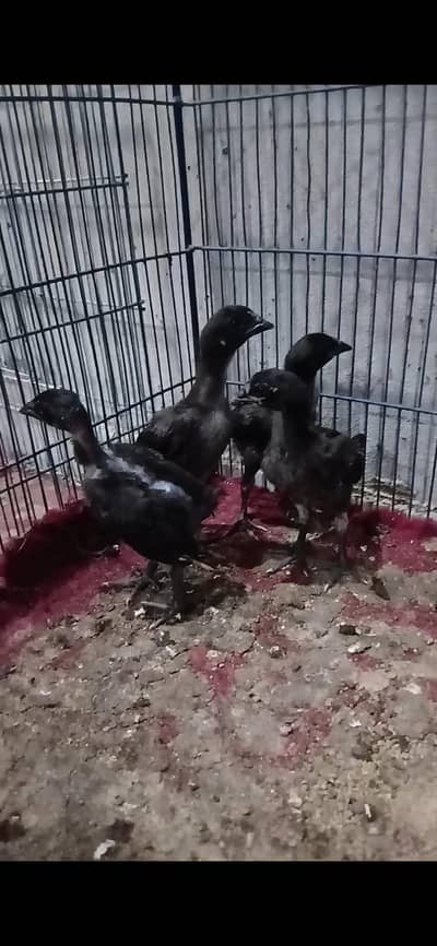 pure dragon chicks for sale