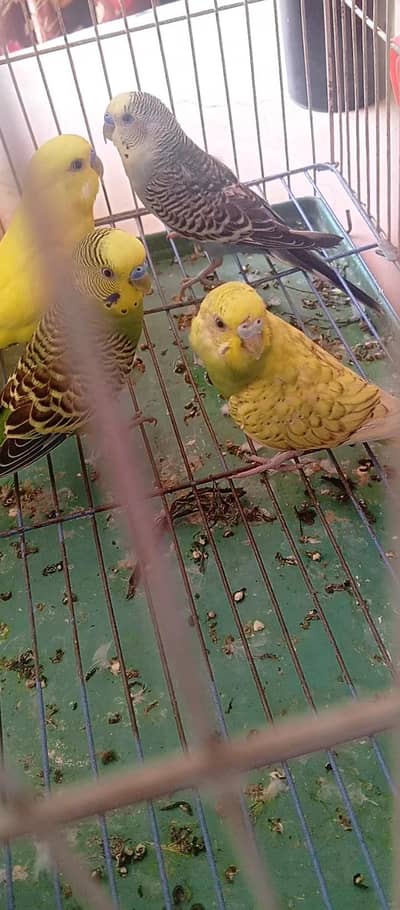 5 paroot adult paroots