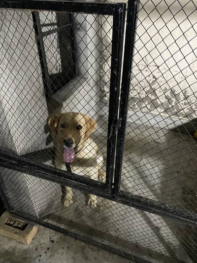 Labrador Female near heat