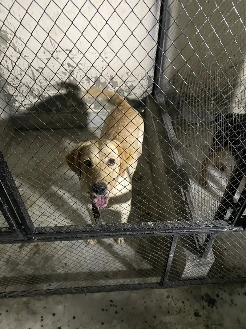 Labrador Female near heat — photo 2