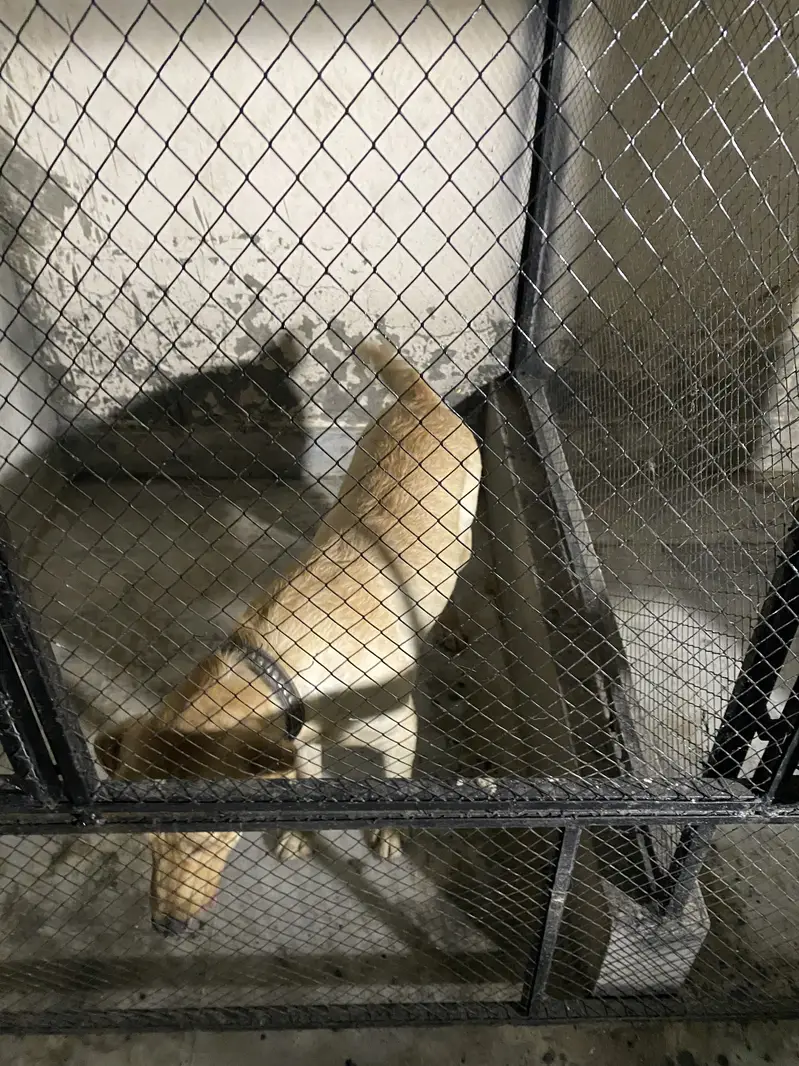 Labrador Female near heat — photo 3