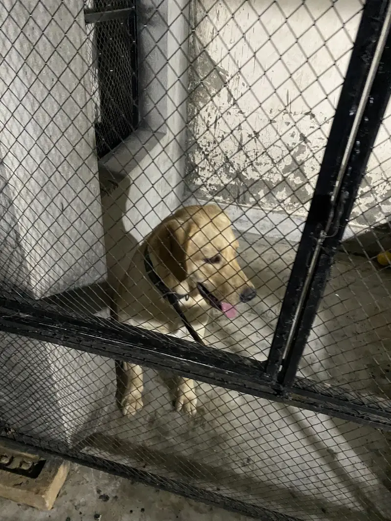 Labrador Female near heat — photo 4