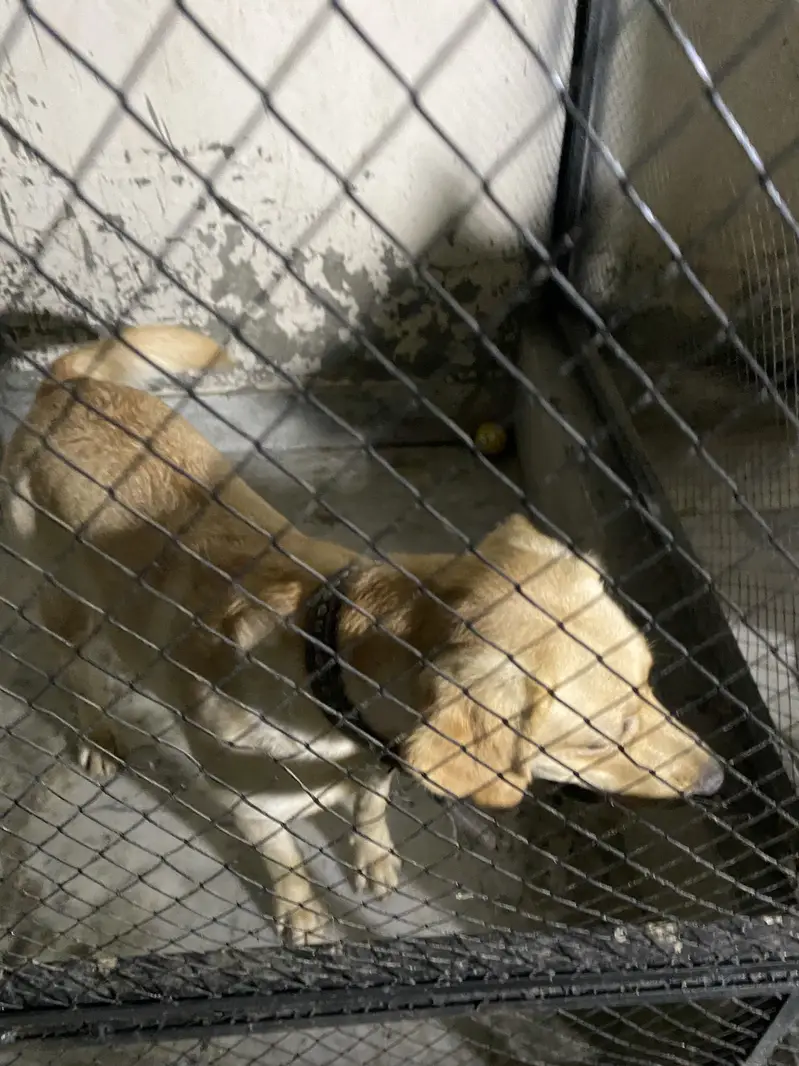 Labrador Female near heat — photo 5