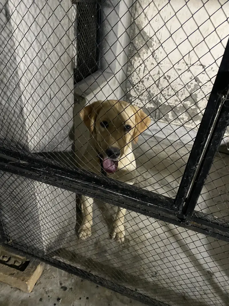 Labrador Female near heat — photo 6